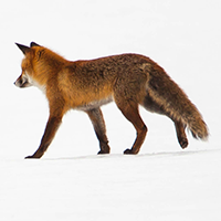 renard